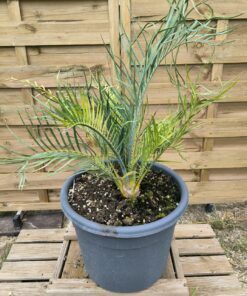 Macrozamia macdonnellii 5cm