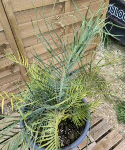 Alternative view of Macrozamia macdonnellii 5cm