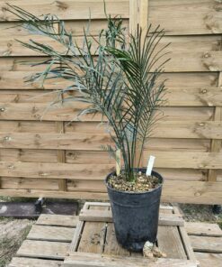 Macrozamia riedlei RI1