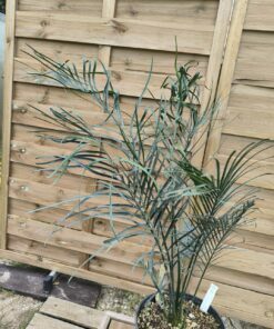 Alternative view of Macrozamia riedlei RI1