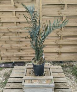 Macrozamia riedlei RI2