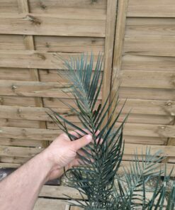 Alternative view of Macrozamia riedlei RI2