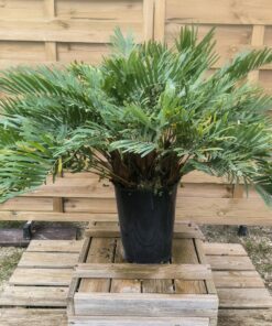 Zamia integrifolia SPECIMEN male I1