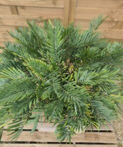 Alternative view of Zamia integrifolia SPECIMEN male I1