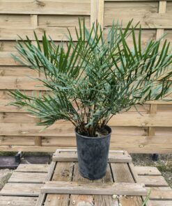 Zamia integrifolia  male I2