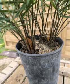 Alternative view of Zamia integrifolia  male I2