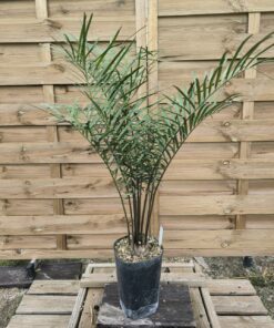 Zamia sp. "Jamaican Giant"