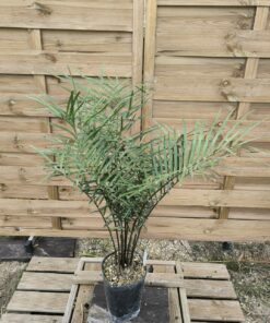 Alternative view of Zamia sp. "Jamaican Giant"