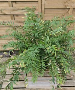 Zamia vazquezii 12cm mâle