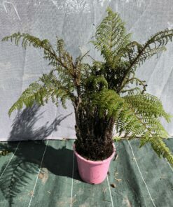Cyathea tomentosissima R