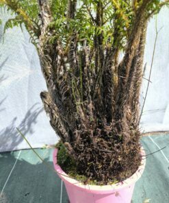 Alternative view of Cyathea tomentosissima R