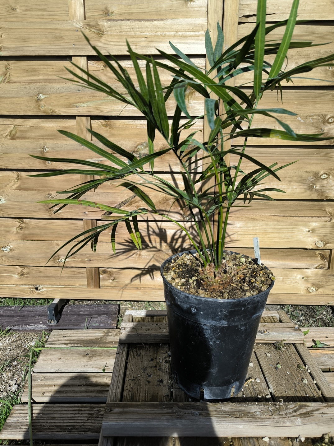 Cycas pranburiensis 5cm caudex