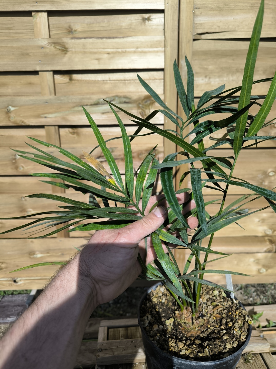 Cycas pranburiensis 5cm caudex – Image 6