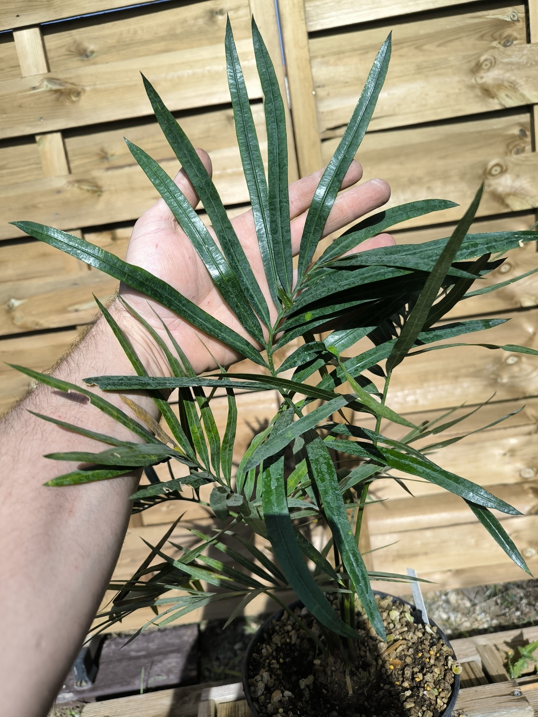 Cycas pranburiensis 5cm caudex – Image 5