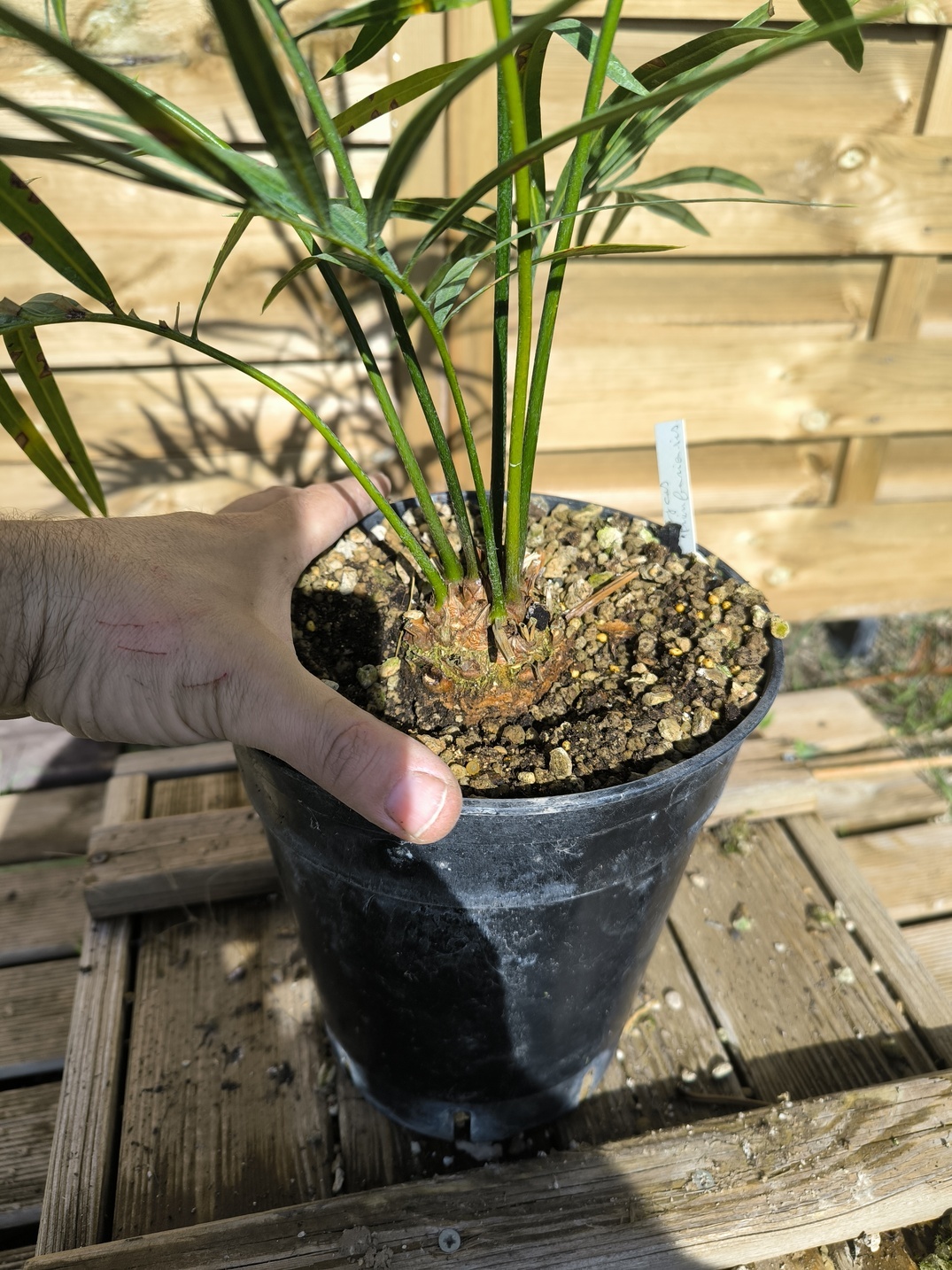 Cycas pranburiensis 5cm caudex – Image 4