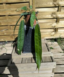 Anthurium wendlingeri