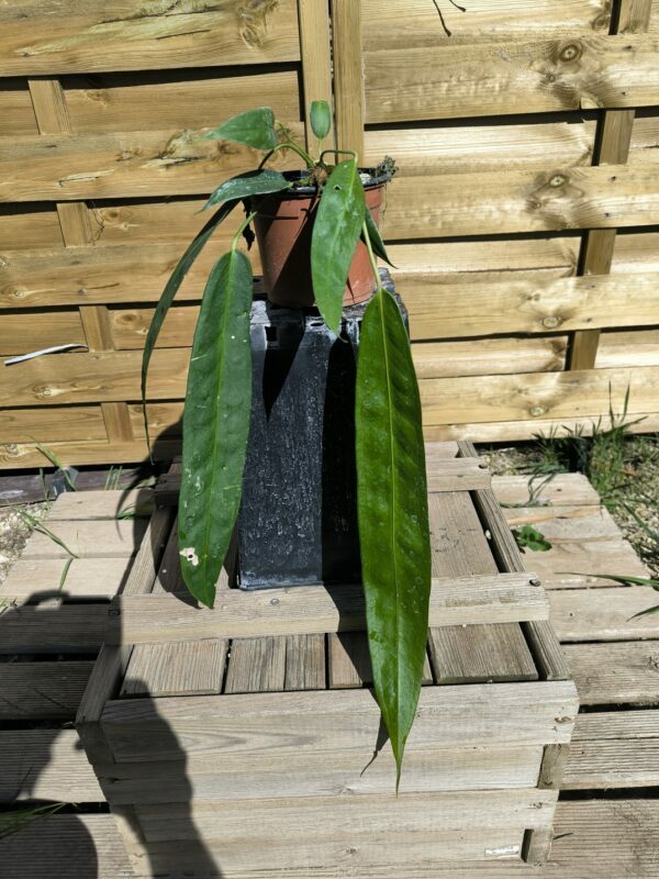 Cycadales
