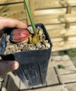 Alternative view of Cycas aenigma