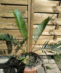 Cycas armstrongii greffé sur C. revoluta