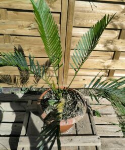 Alternative view of Cycas armstrongii greffé sur C. revoluta