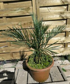 Cycas cairnsiana greffé sur C. revoluta