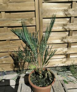 Alternative view of Cycas desolata greffé sur C. revoluta