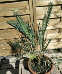 Cycas desolata greffé sur C. revoluta