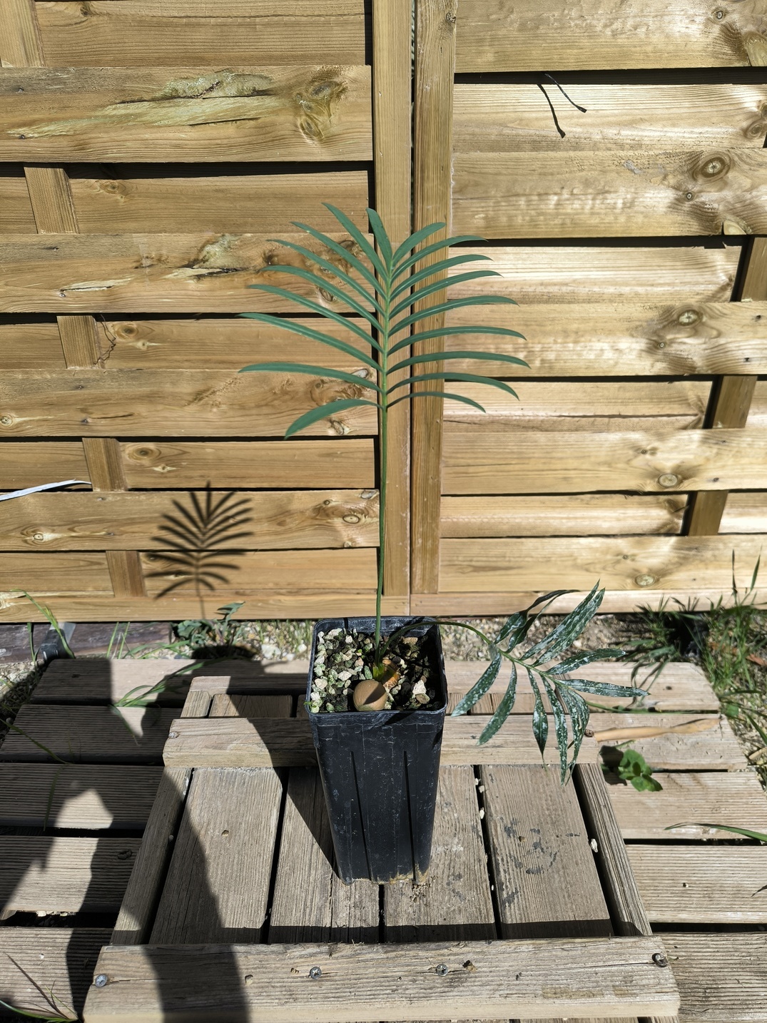 Cycas laotica 3cm caudex – Image 3