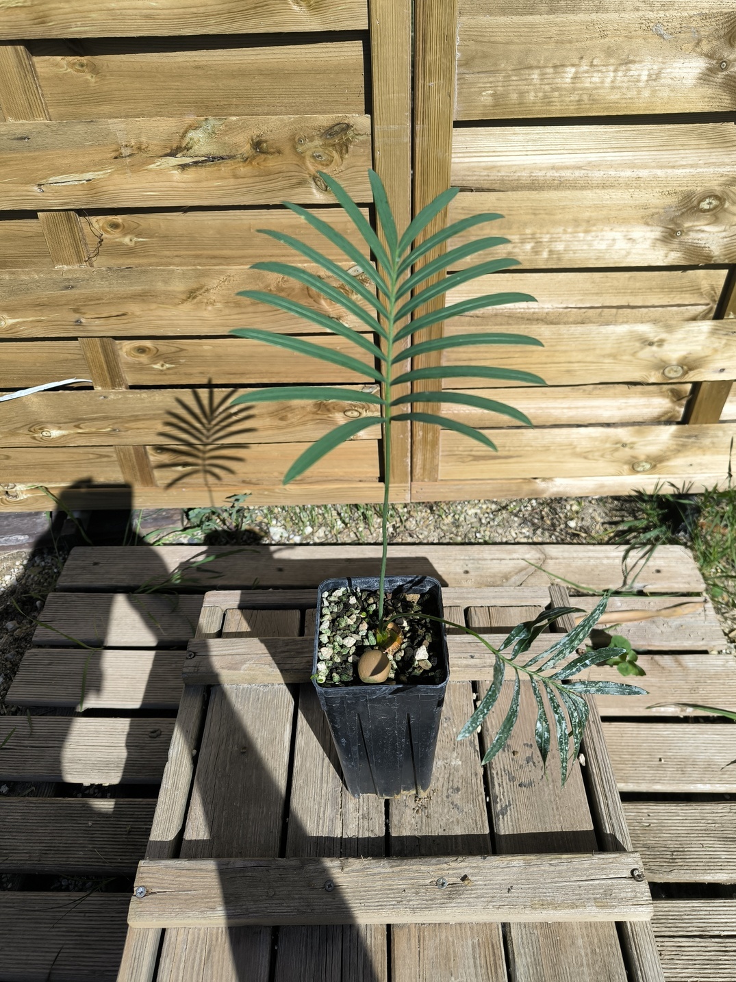 Cycas laotica 3cm caudex – Image 5