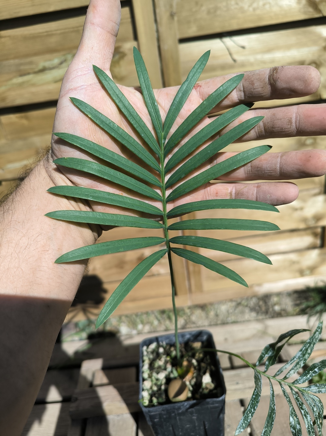 Cycas laotica 3cm caudex – Image 4