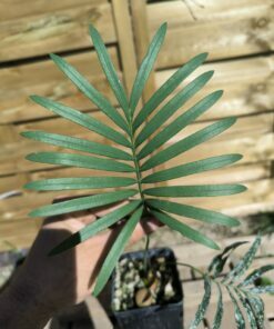 Cycas laotica 3cm caudex