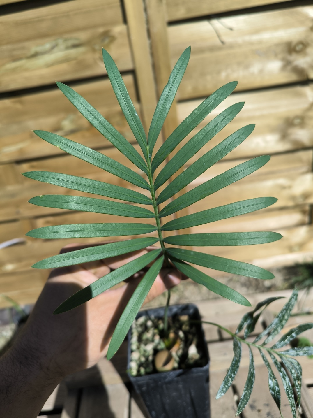 Cycas laotica 3cm caudex