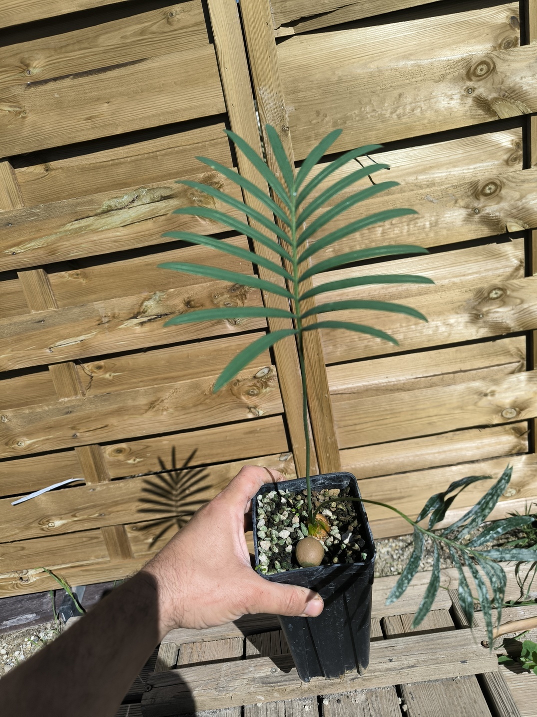 Cycas laotica 3cm caudex – Image 7