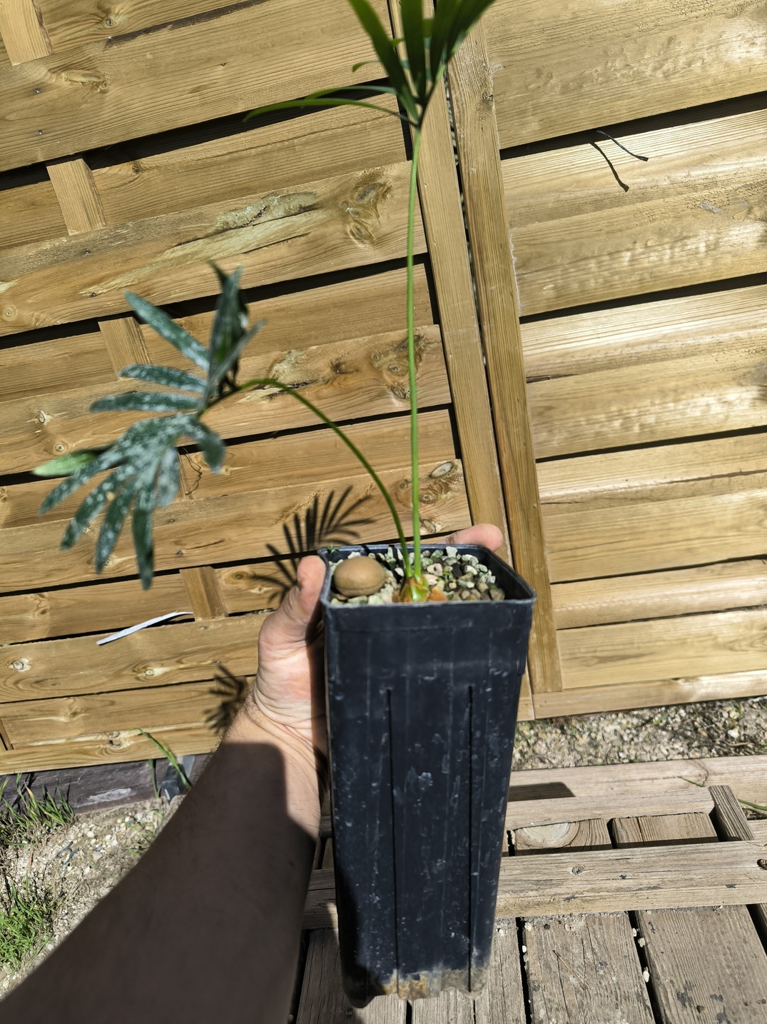 Cycas laotica 3cm caudex – Image 6