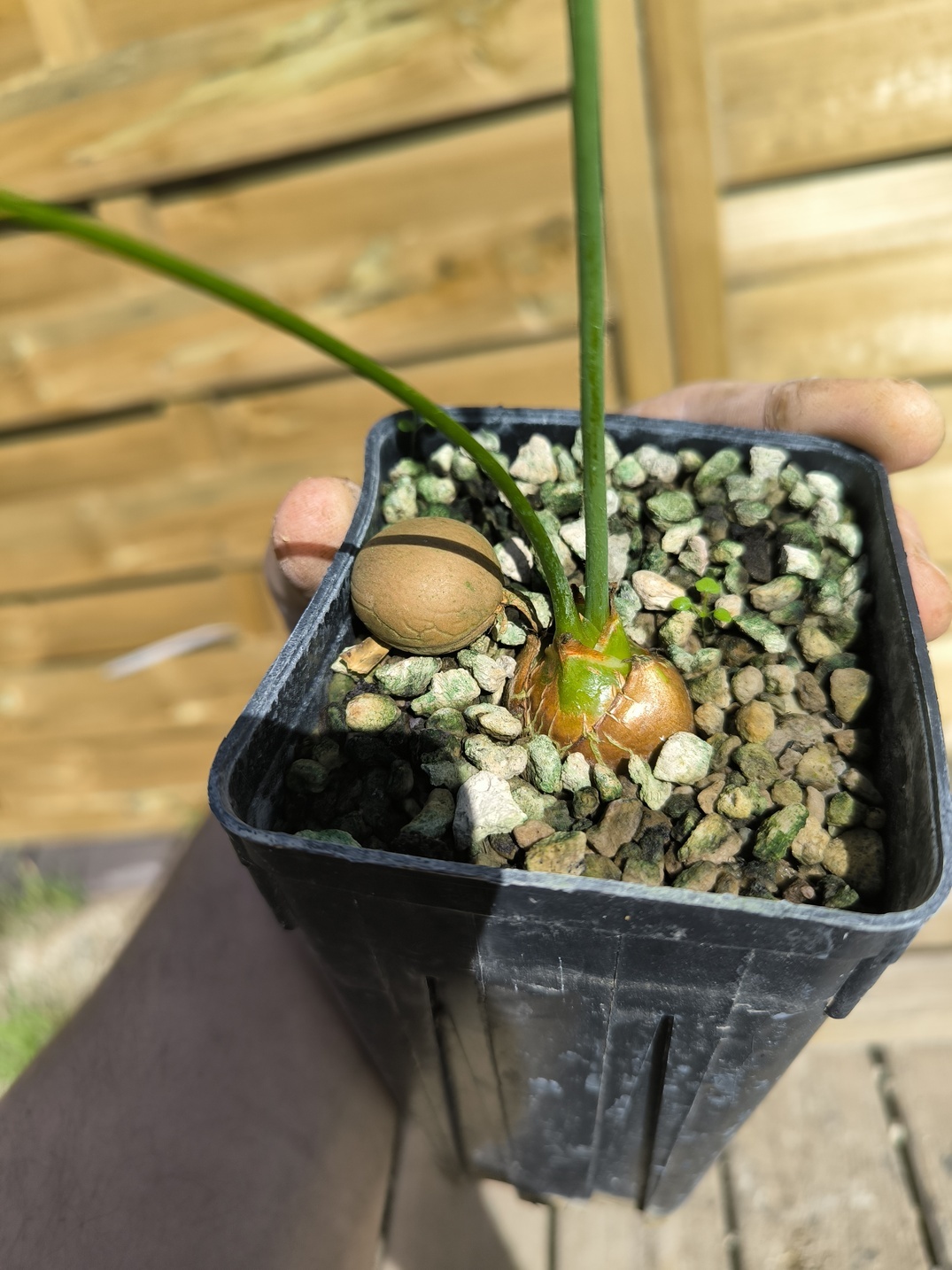 Cycas laotica 3cm caudex – Image 8