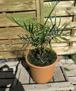 Alternative view of Cycas megacarpa greffé sur C. revoluta