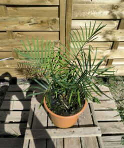 Cycas megacarpa greffé sur C. revoluta
