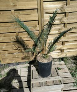 Cycas panzhihuaensis x revoluta Hybride F1 6cm caudex