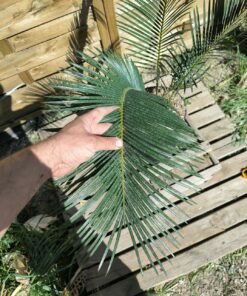 Alternative view of Cycas panzhihuaensis x revoluta Hybride F1 6cm caudex