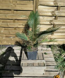 Cycas revoluta x taitungensis hybride 6cm caudex
