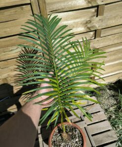Cycas siamensis "Silver" greffé sur C. revoluta
