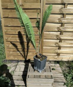 Dioon mejiae 10cm (male)