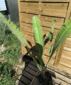 Alternative view of Dioon mejiae 10cm (male)