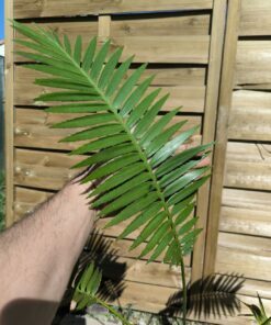 Alternative view of Dioon spinulosum 6-7cm caudex