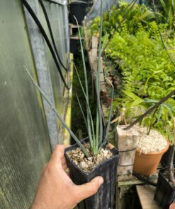 Alternative view of Dracaena serrulata 15cm