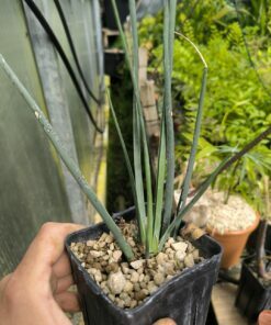 Dracaena serrulata 15cm