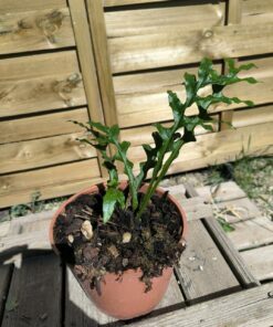 Alternative view of Drynaria bonii "Dwarf"