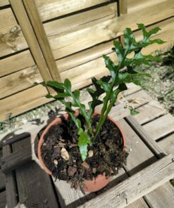 Drynaria bonii "Dwarf"