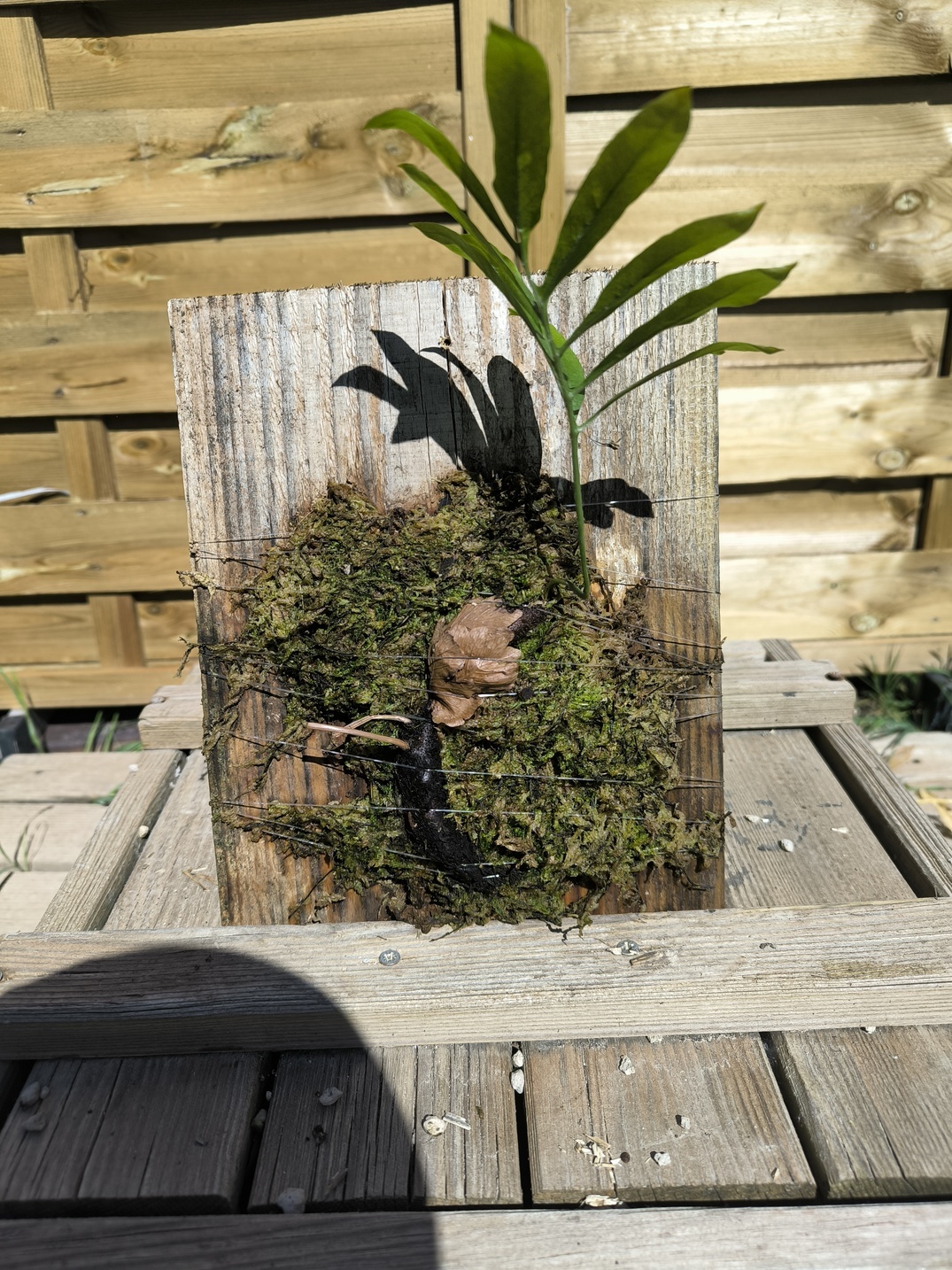 Drynaria deuansavanhii sur plaque – Image 5