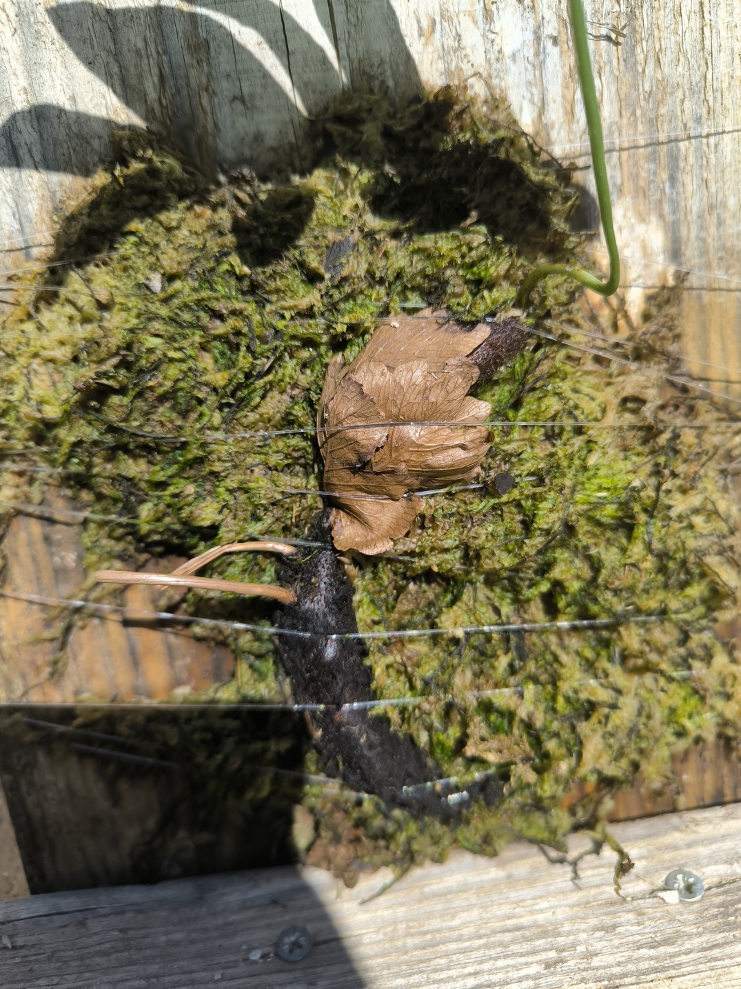 Drynaria deuansavanhii sur plaque – Image 6